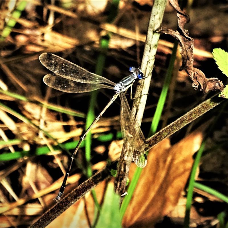 Photo of Slender Spreadwing