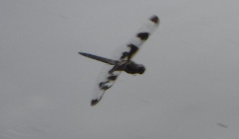 Photo of Twelve-spotted Skimmer