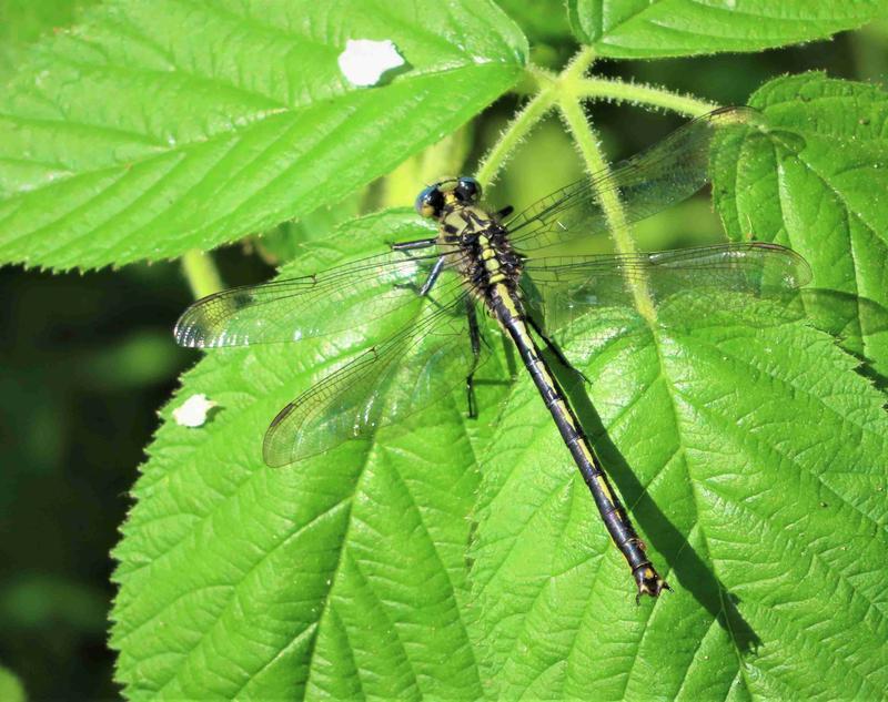 Photo of Horned Clubtail