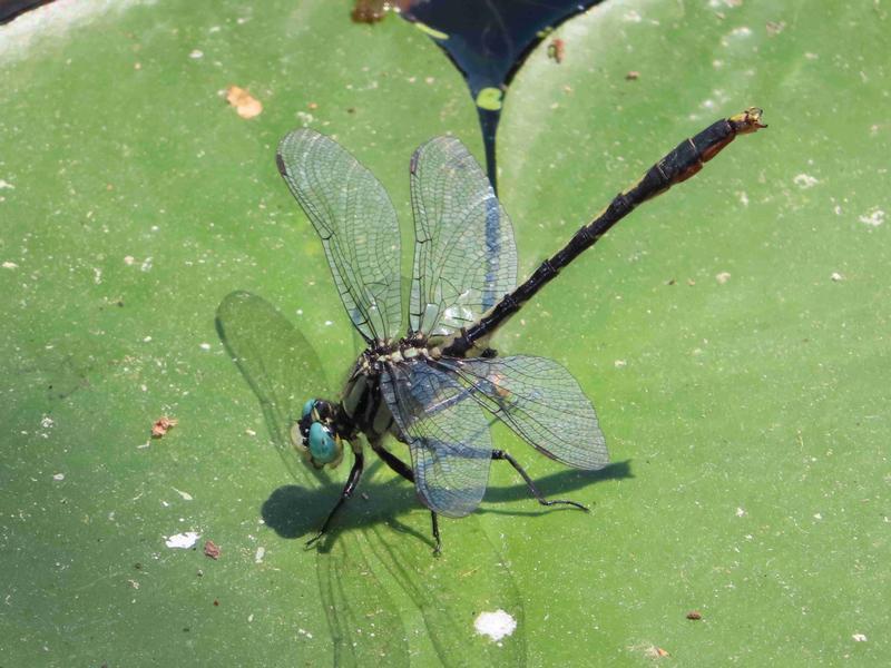 Photo of Lilypad Clubtail