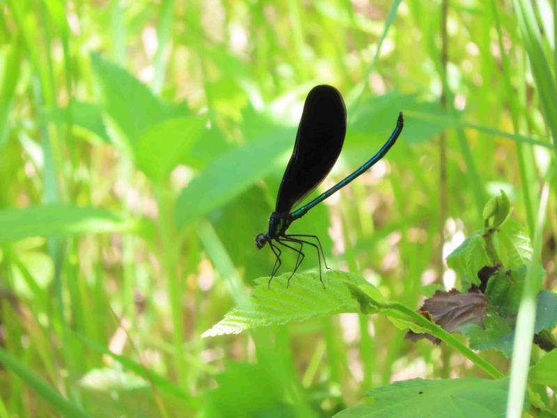 Photo of Ebony Jewelwing