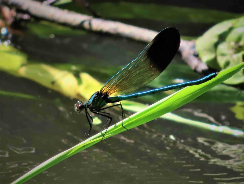 Photo of River Jewelwing