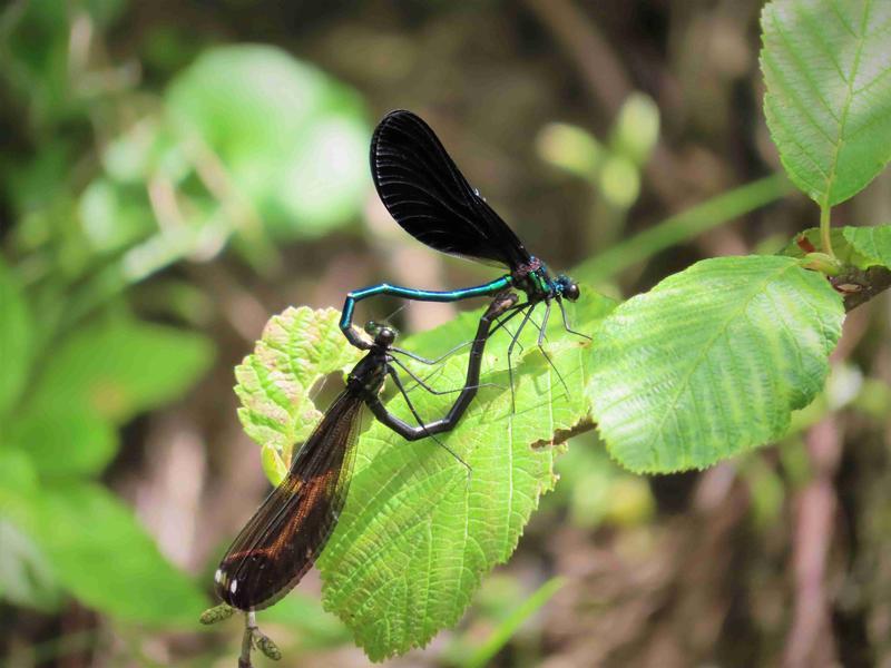 Photo of Ebony Jewelwing