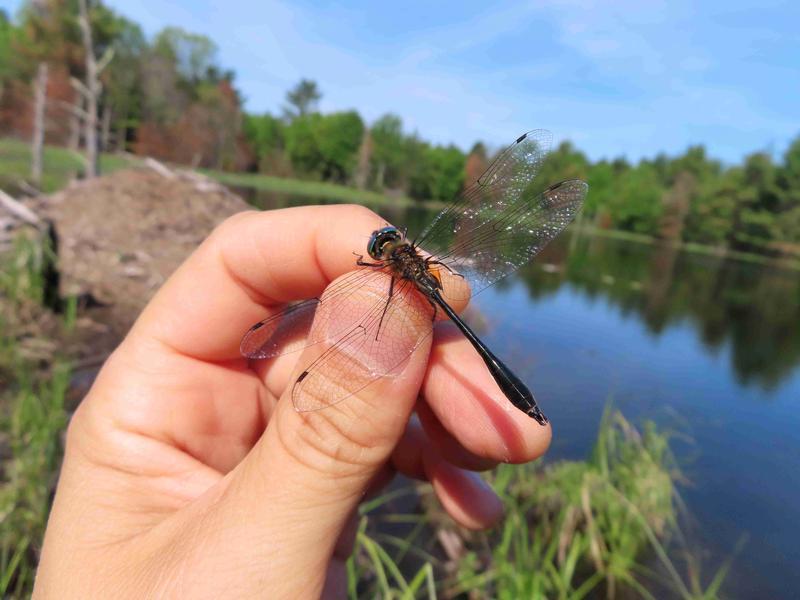 Photo of Racket-tailed Emerald