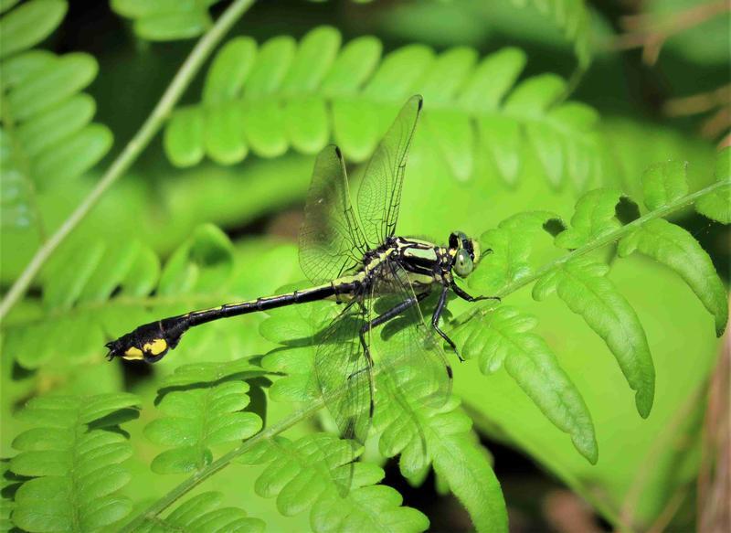 Photo of Skillet Clubtail