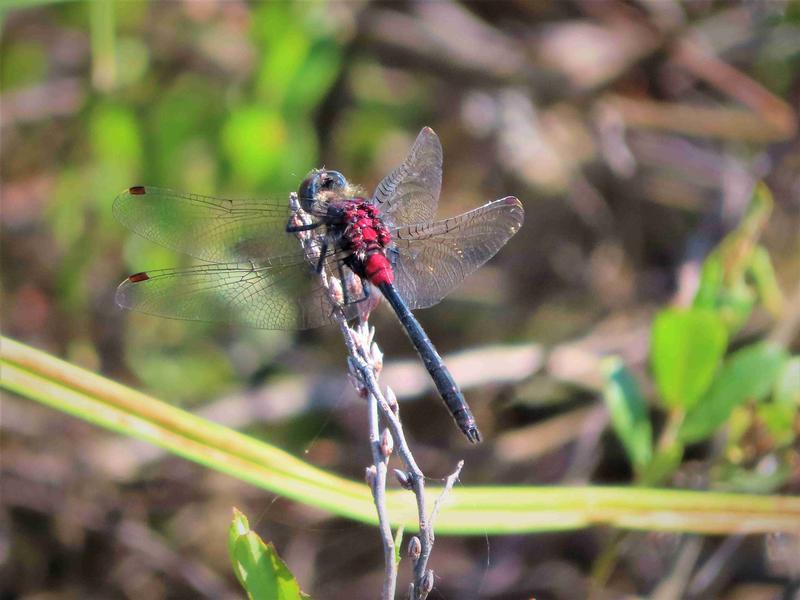 Photo of Crimson-ringed Whiteface