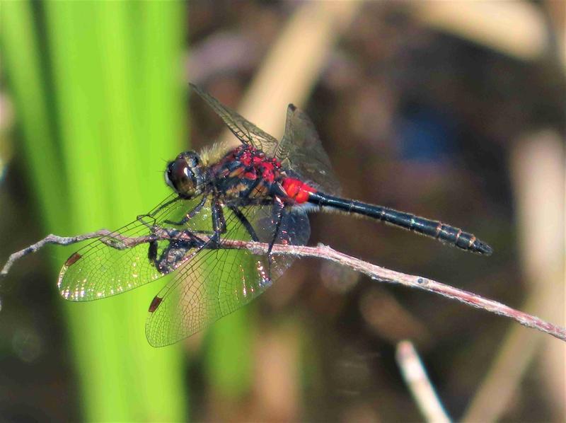 Photo of Crimson-ringed Whiteface