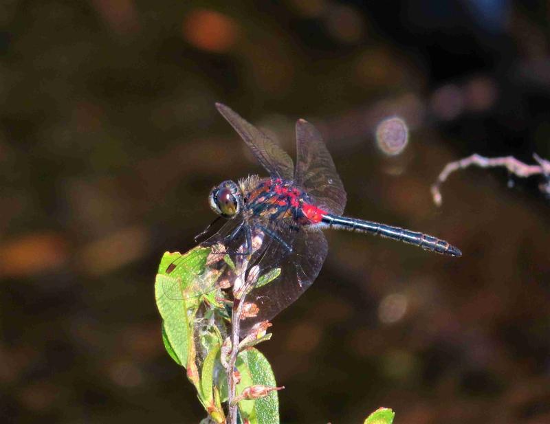 Photo of Crimson-ringed Whiteface