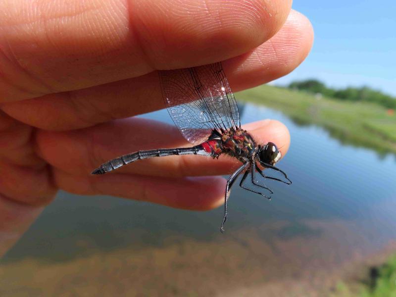 Photo of Crimson-ringed Whiteface