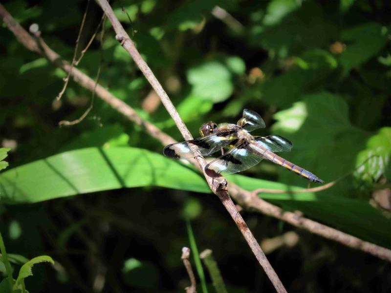 Photo of Twelve-spotted Skimmer