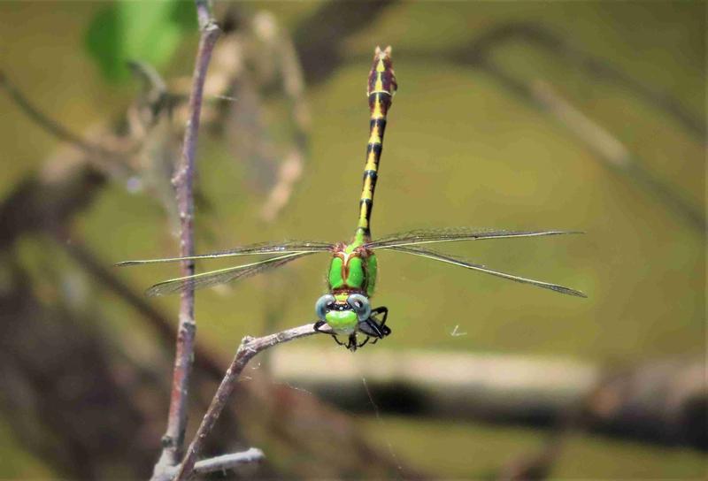 Photo of Sioux Snaketail