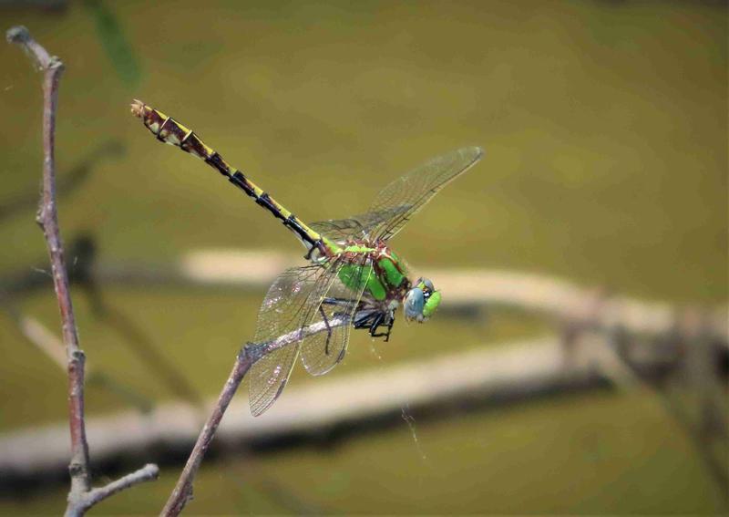 Photo of Sioux Snaketail