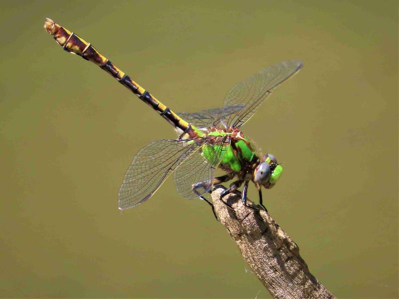 Photo of Sioux Snaketail