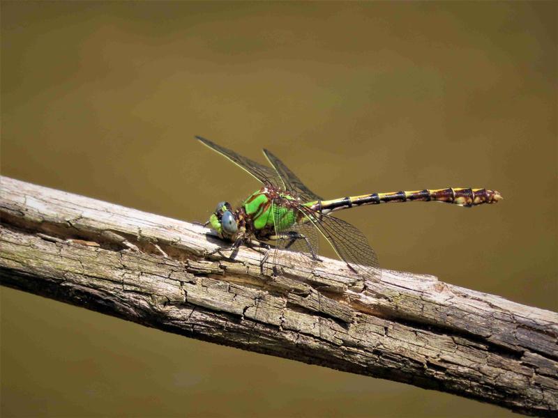 Photo of Sioux Snaketail