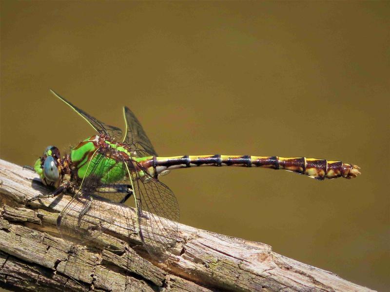 Photo of Sioux Snaketail