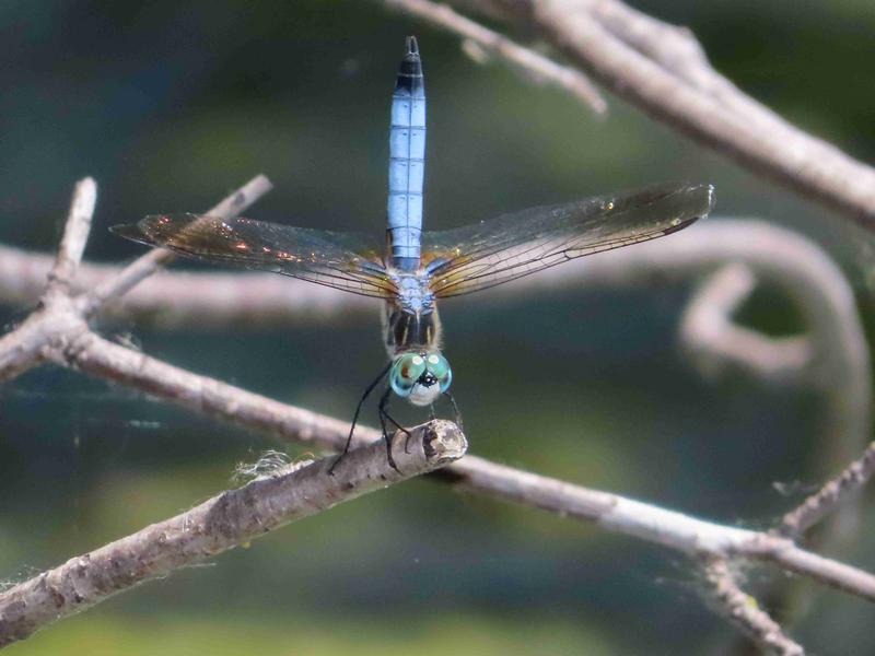 Photo of Blue Dasher