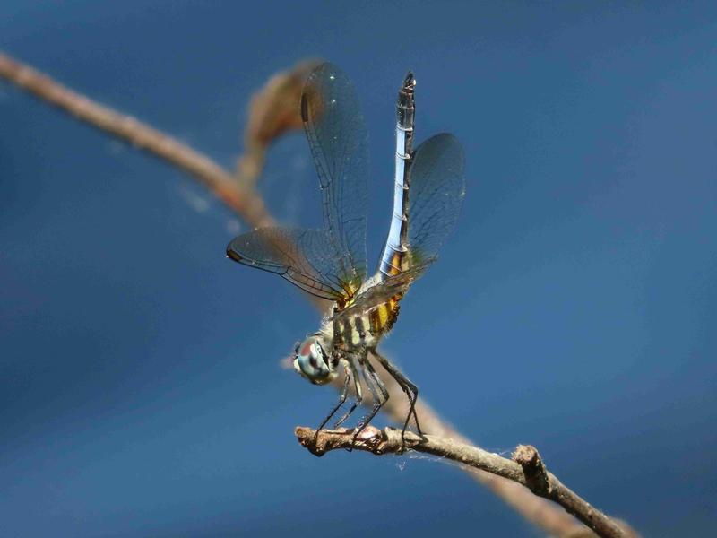 Photo of Blue Dasher