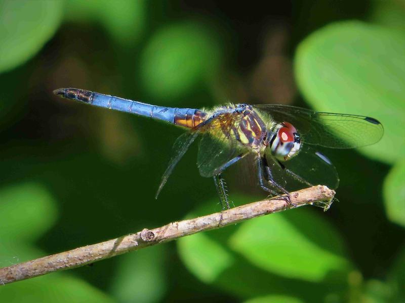Photo of Blue Dasher