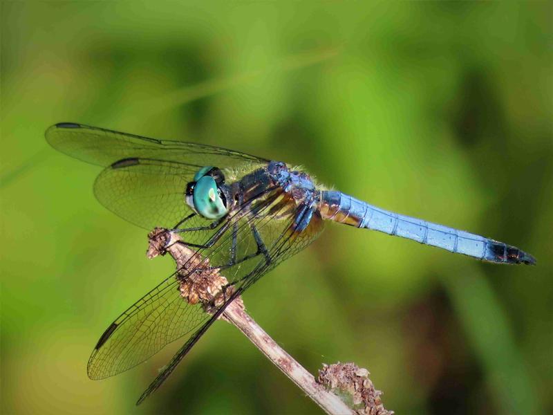 Photo of Blue Dasher