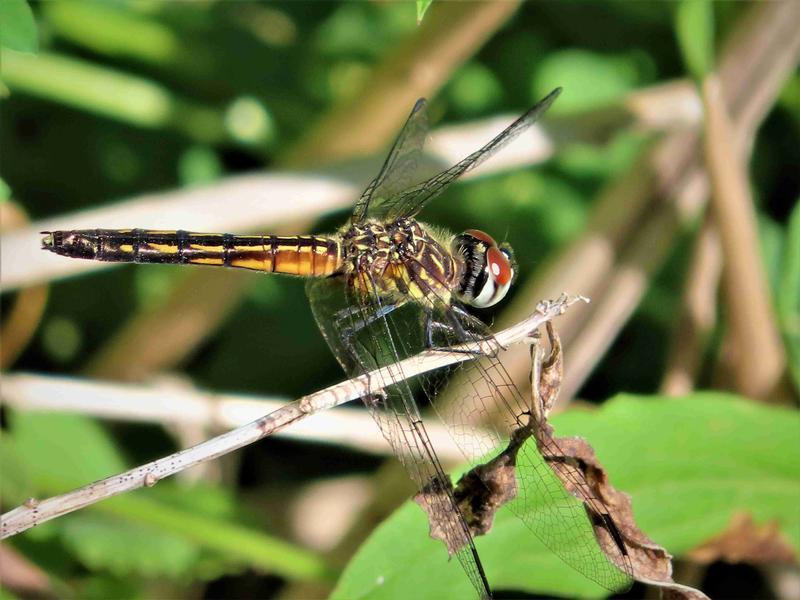 Photo of Blue Dasher