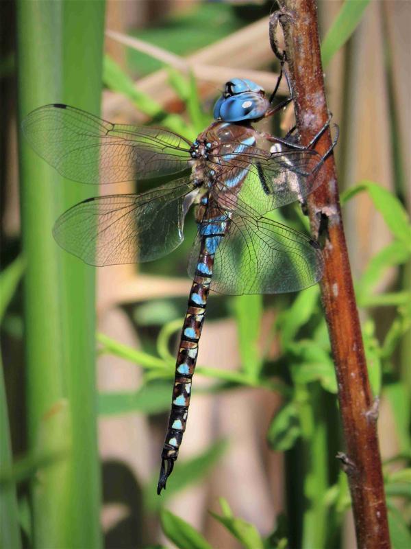 Photo of Blue-eyed Darner