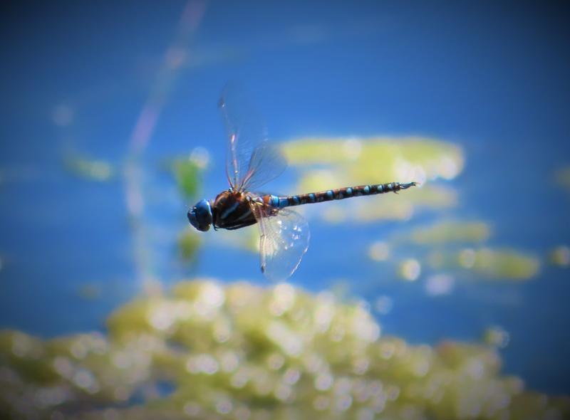 Photo of Blue-eyed Darner