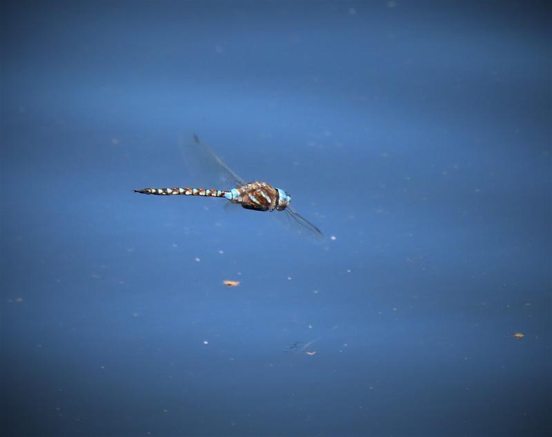 Photo of Blue-eyed Darner