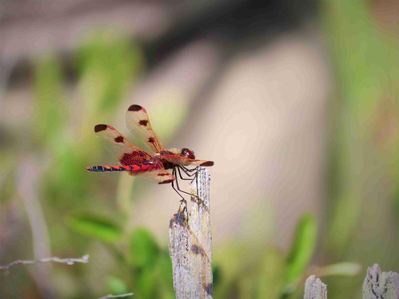 Photo of Calico Pennant