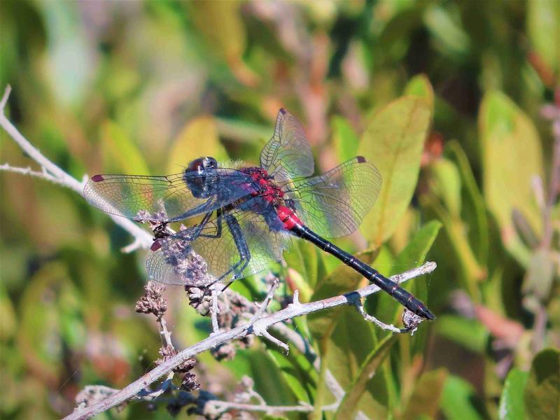 Photo of Crimson-ringed Whiteface