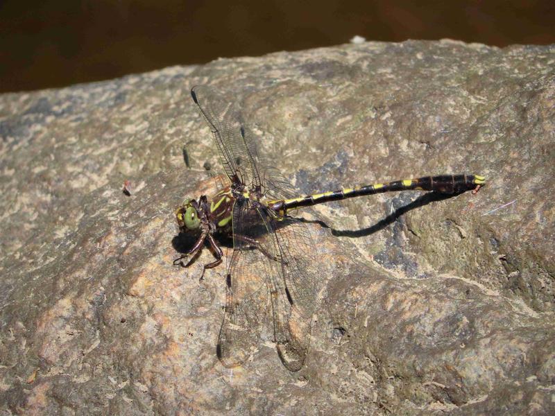 Photo of Common Sanddragon