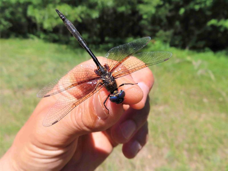 Photo of Delicate Emerald