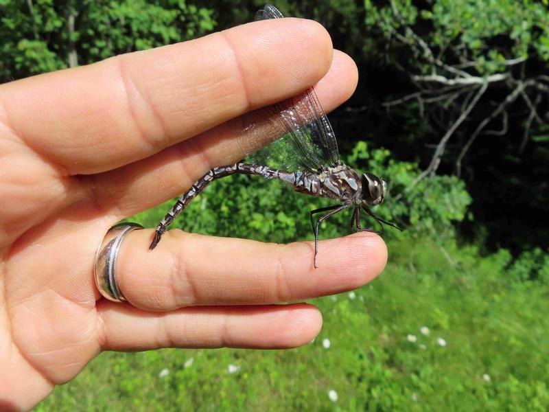 Photo of Canada Darner