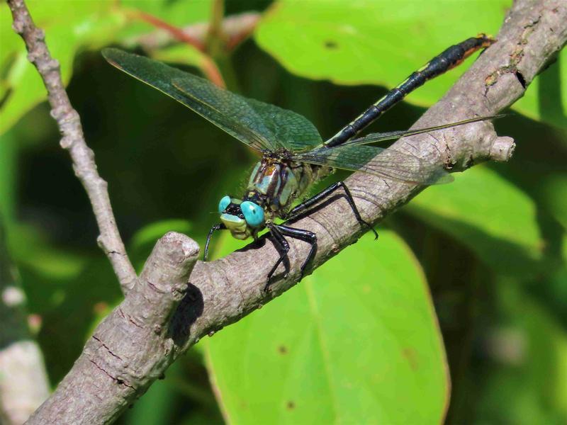Photo of Lilypad Clubtail