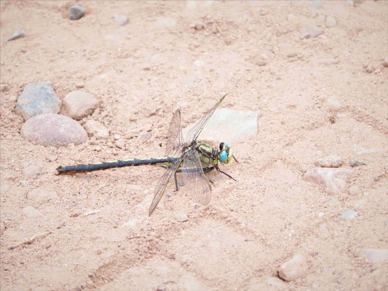 Photo of Horned Clubtail