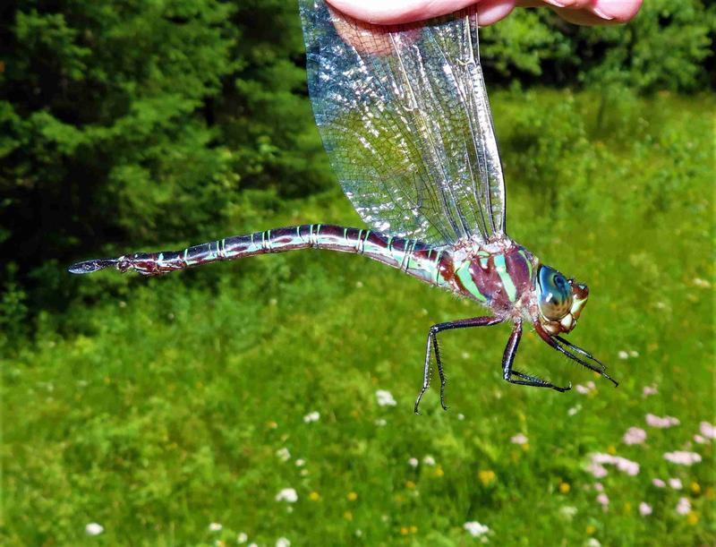 Photo of Swamp Darner