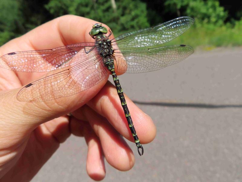 Photo of Harlequin Darner