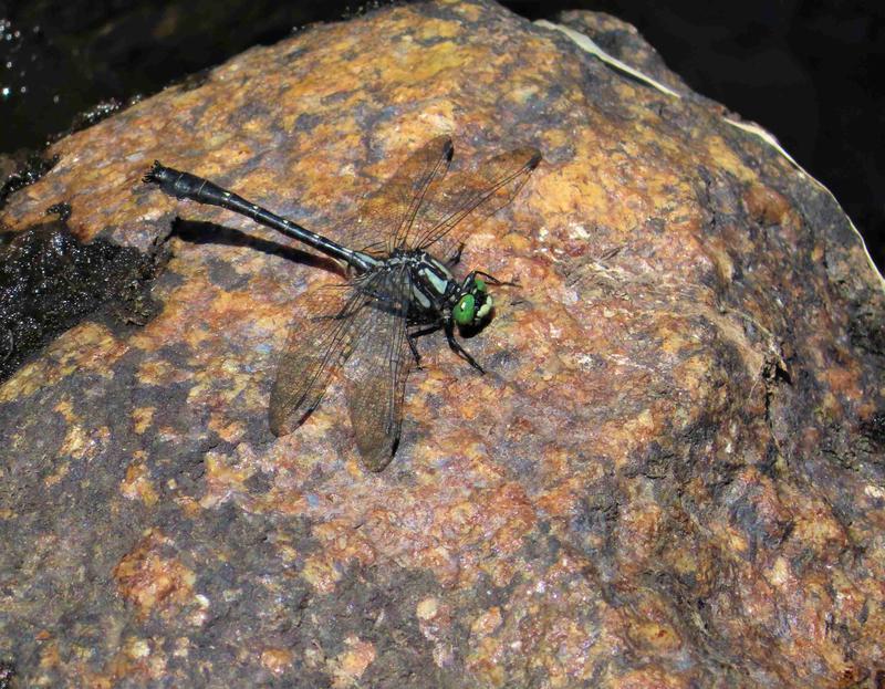 Photo of Mustached Clubtail