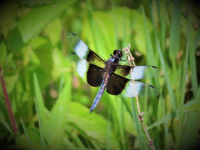 Photo of Widow Skimmer