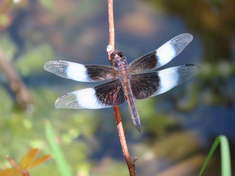 Photo of Widow Skimmer
