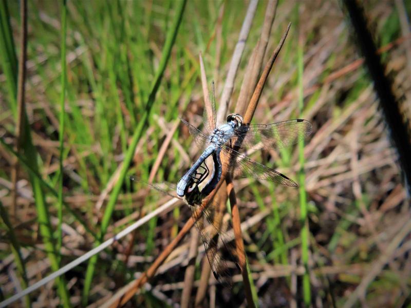 Photo of Elfin Skimmer