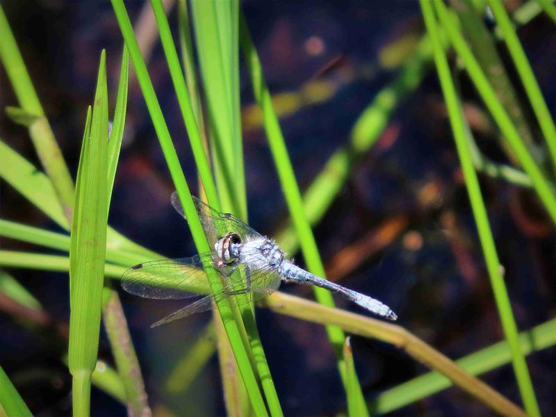 Photo of Elfin Skimmer