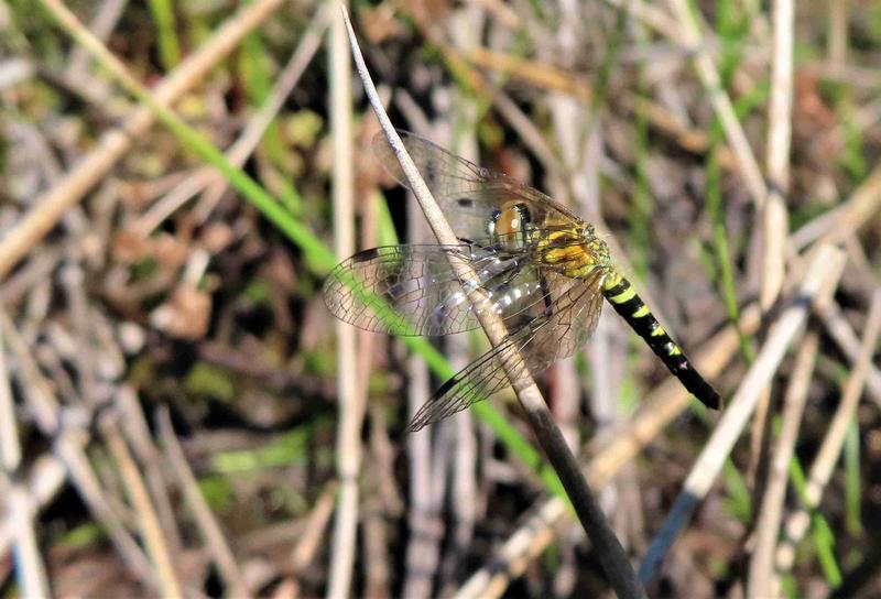 Photo of Elfin Skimmer