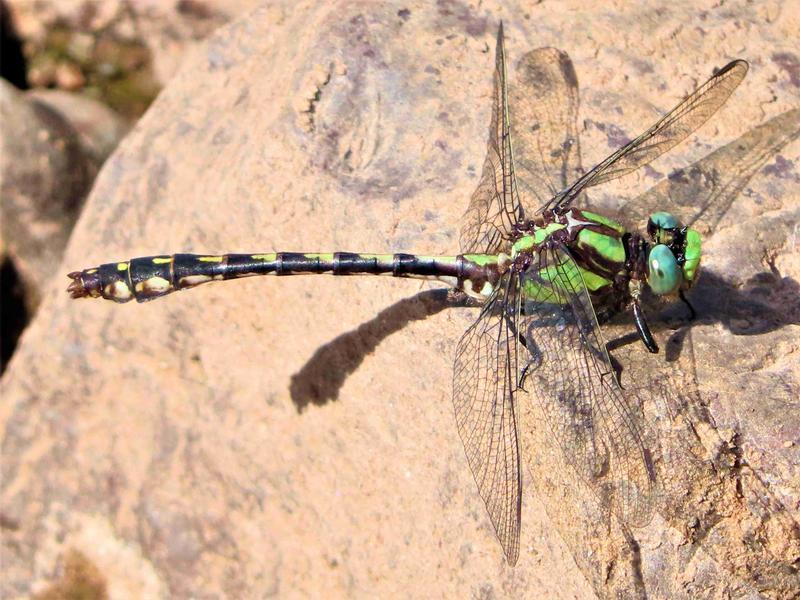 Photo of Riffle Snaketail