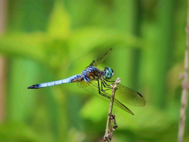 Photo of Blue Dasher