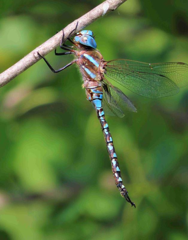 Photo of Blue-eyed Darner