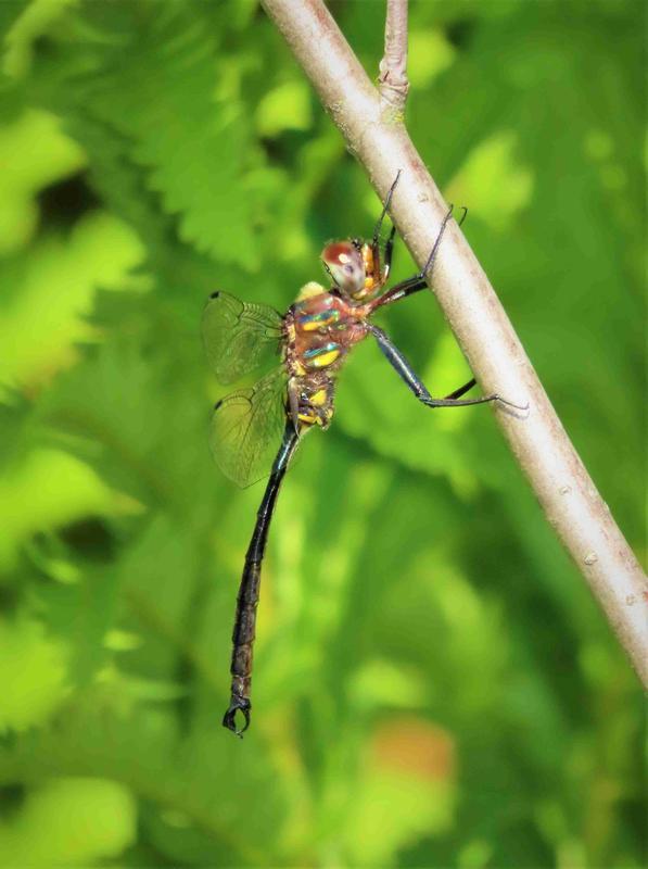 Photo of Clamp-tipped Emerald