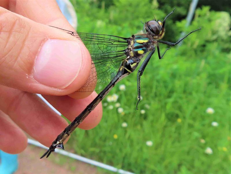 Photo of Ski-tipped Emerald