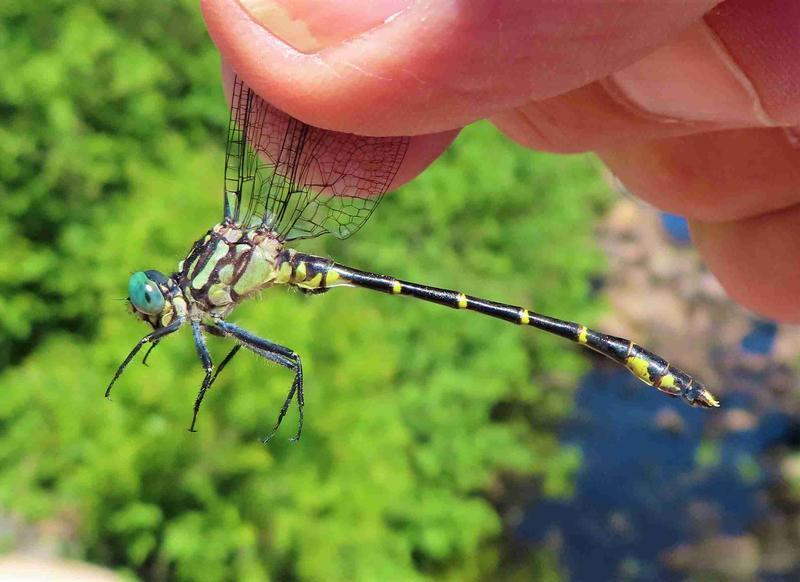 Photo of Eastern Least Clubtail