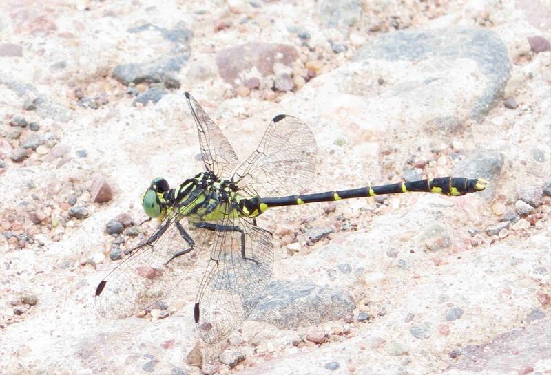 Photo of Eastern Least Clubtail