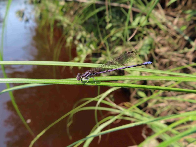 Photo of Variable Dancer (Violet Dancer ssp.)